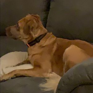 Meet your Posher, Adam